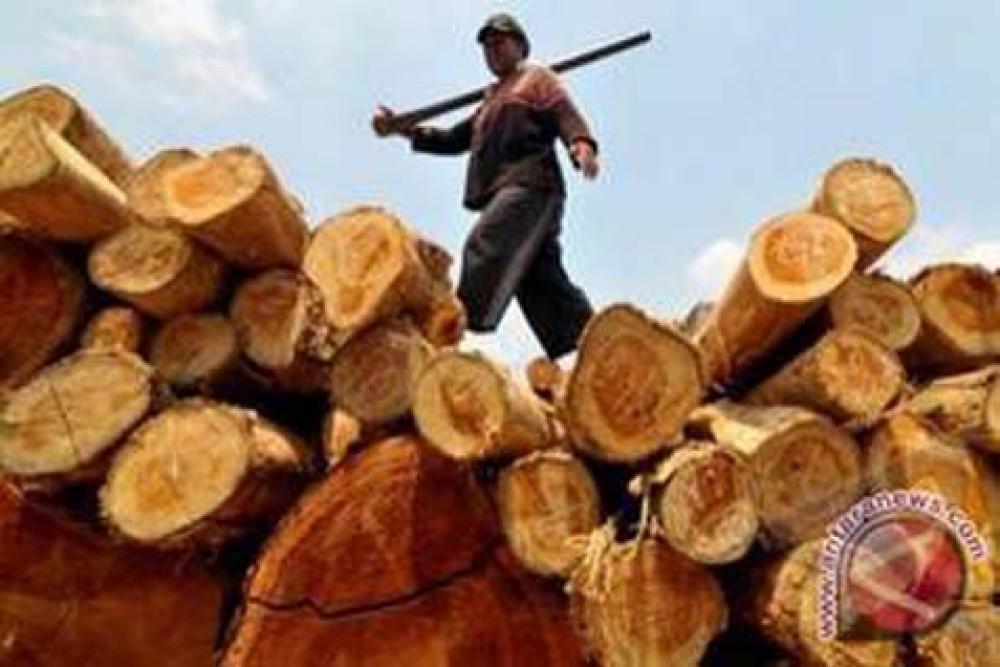 Gov expects faster growth in timber exports this year
